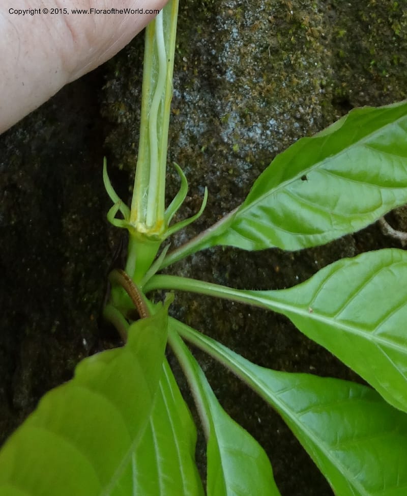 Euclinia longiflora, Davidson, C 12348--Cameroon. Ekondo Titi to Ekondo Nene. 21 Mar 2014. DSC02995 (51).JPG