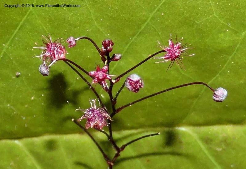 Sciaphila, Davidson, C 12754--Sabah. Hampuan FR. 13 Oct 2014. DSC04689 (89).JPG