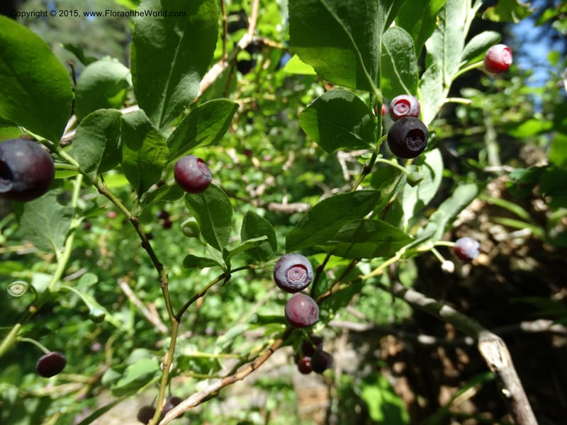 Vaccinium membranaceum, Davidson, C 12607--Idaho. Valley Co. Payette Lake. Sylvan Cr. 20 Jul 2014. DSC00669 (8).JPG