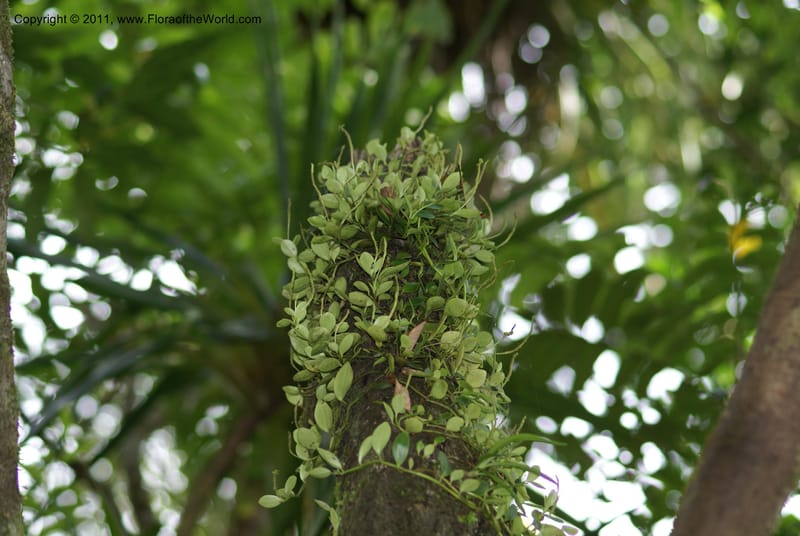 Peperomia, Munzinger, J 4870--New Caledonia, Dogny, 19 Nov 2007, 59 (1).JPG