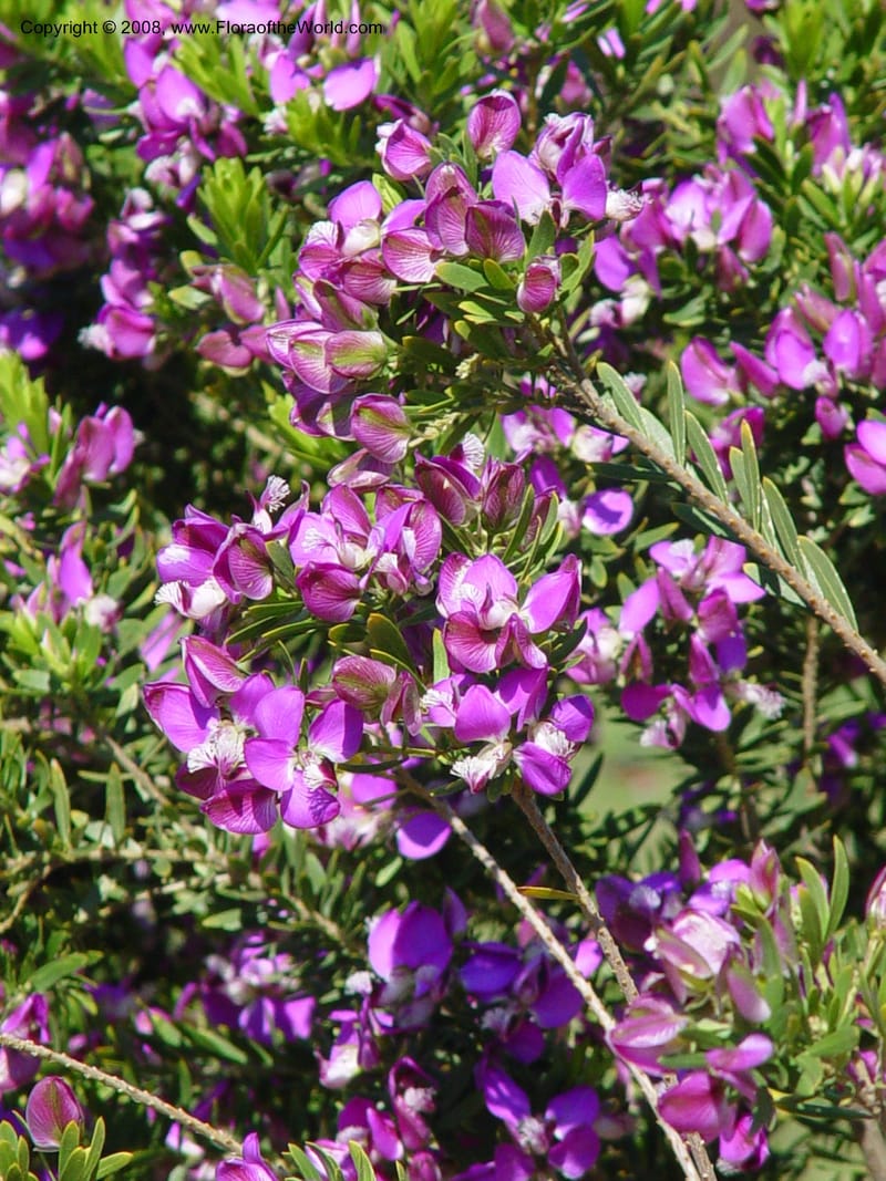 Polygala virgata--Spain. Barcelona Botanic Garden. 21 Apr 04. 054.jpg