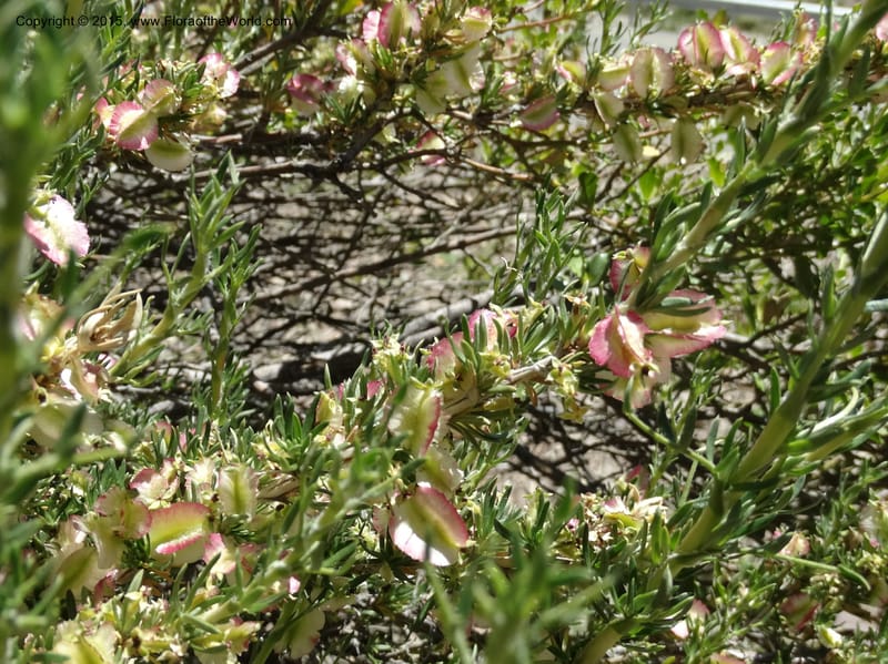 Tetraglochin alatum, Davidson, C 12788--Chile. Ruta 115, to Laguna del Maule. 24 Nov 2014. DSC07486 (310).JPG