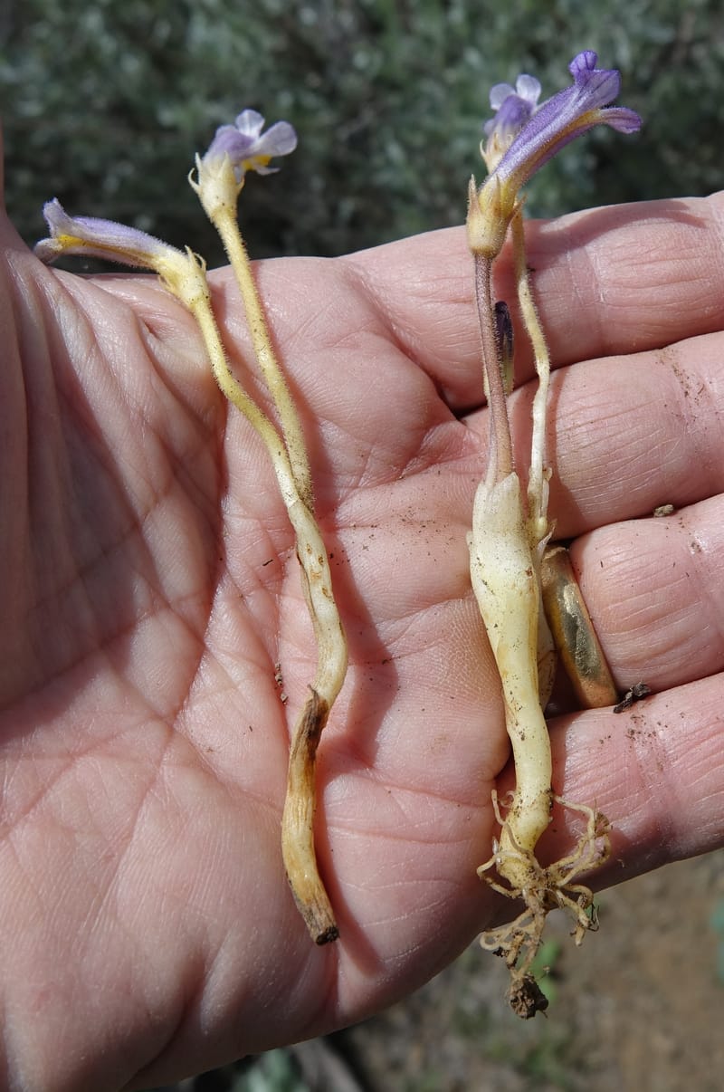 Orobanche uniflora, C. Davidson 13560, C. Davidson 13560--ID. Blaine Co. Rock Creek Preserve. TNC. 14 May 2017. DSC00477 (56).JPG