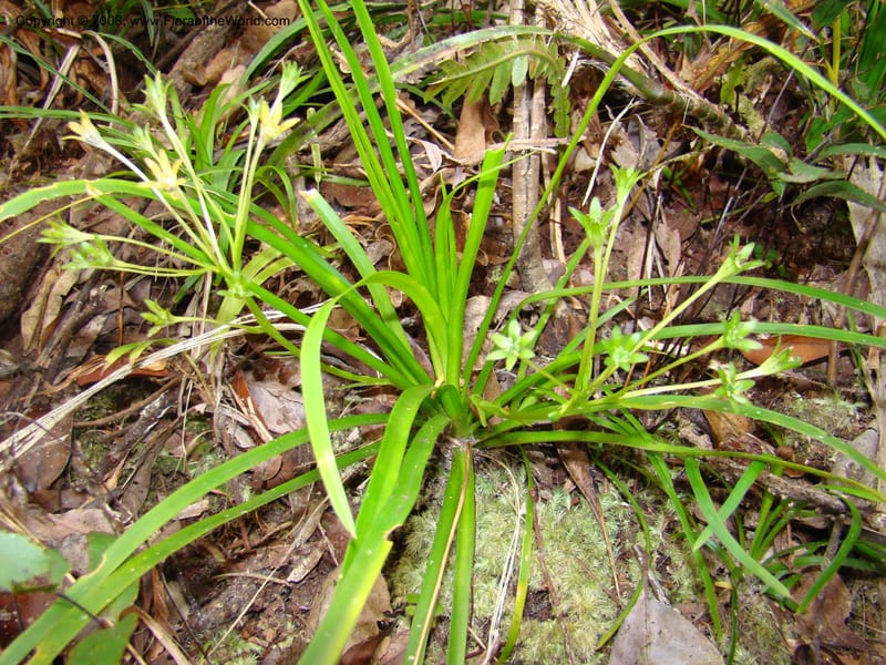 Campynemanthe, JMunzinger4843--New Caledonia. Plateau de Dogny. 19 Nov 07. 110.jpg