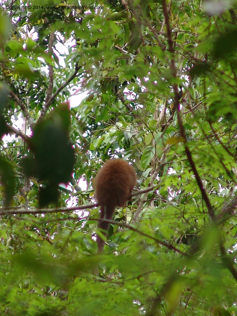 Calicebus molloch--Peru. Edo. Madre de Dios. ACEER Res. Ctr. Mango Trail.18 Oct 05. 213.jpg