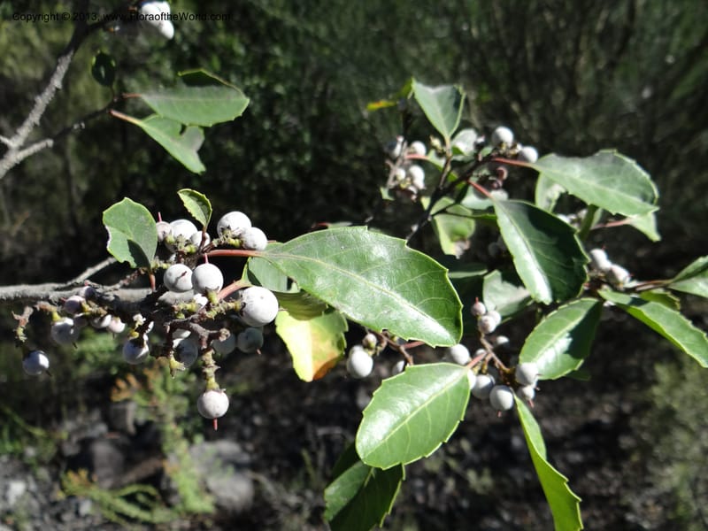 Azara, WDS 34102--Chile. Rd to El Abanico. Pte. Polcura odom 16.6. 17 Feb 2013. DSC01401 (216).JPG