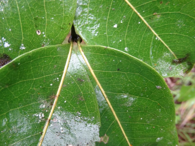 Lepidocupaniopsis concolor, Munzinger, J 7390--Fiji. Across the road from Waisali RF. 8 Nov 2015. DSC00330 (274).JPG