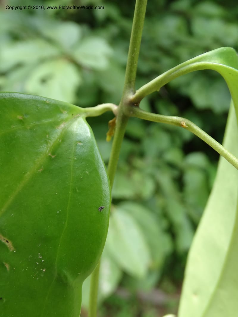 Jasminum, Davidson, C 12689--Sabah. Danum Valley RF Lodge. 5 Oct 2014. DSC02220 (280).JPG