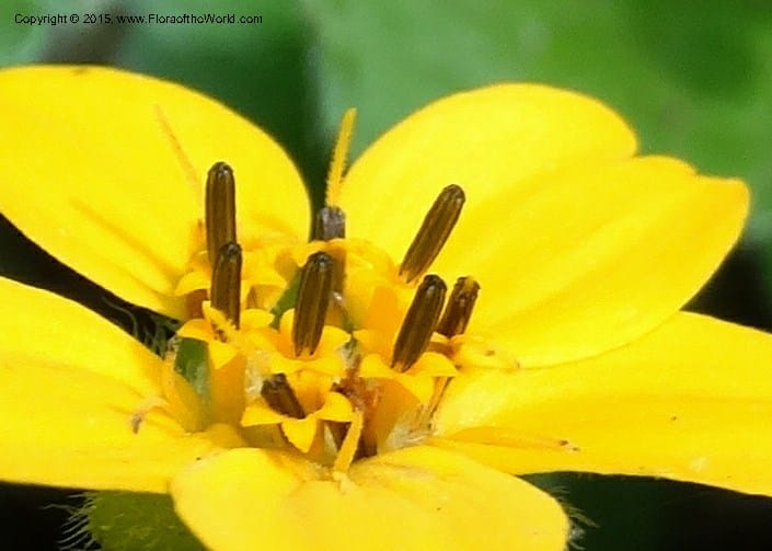 Chrysogonum virginianum, Davidson, C 13044--South Carolina. Oconee Co. Brasstown Cr. 19 May 2015. DSC06413 (14).JPG