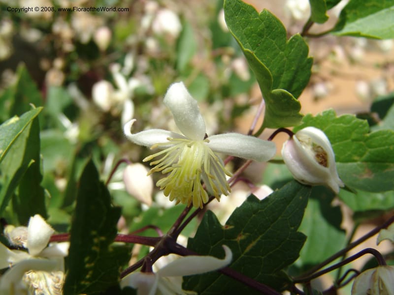 Clematis brachiata--So.Africa. E. Cape. R58 SE of Lady Grey. 10 Mch 05. 054.jpg
