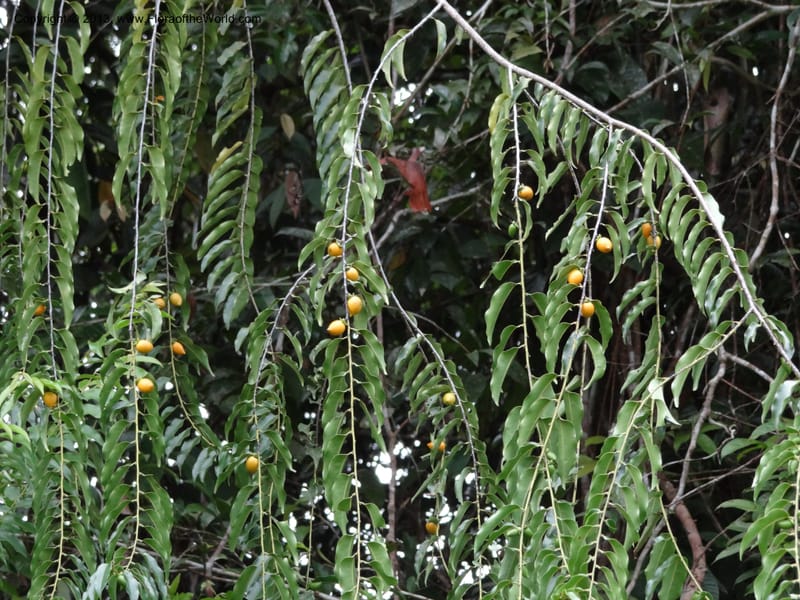 Diospyros, S.98882--Malaysia, Sarawak. Kubah Nat. Park. 28 Mar 2012. DSC05973 (47).JPG