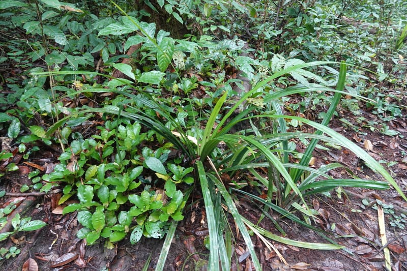 Mapania, C. Davidson 14078--Gabon. Raponda-Wallker. 28 Oct 2019. DSC02420 (178).JPG
