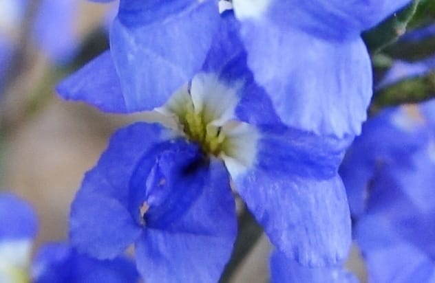 Dampiera fasciculata, Davidson, C 13525--Australia. W. A. Trail to Mt. Hassell. 30 Oct 2016. DSC07078 (79).JPG