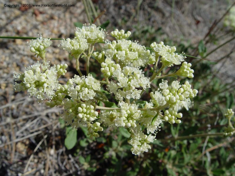Eriogonum heracleoides--ID. Idaho Co. Salmon R. Polly Bemis Ranch. 9 May 04. 133.jpg