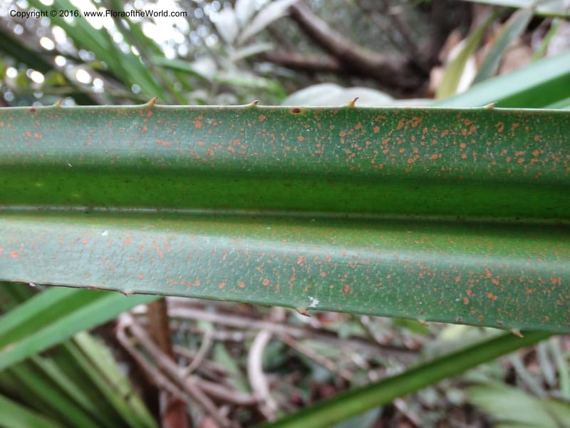 Pandanus occultus, Callmander, M 1184--Sabah. G. Silam. 1 Oct 2014. DSC00937 (23).JPG