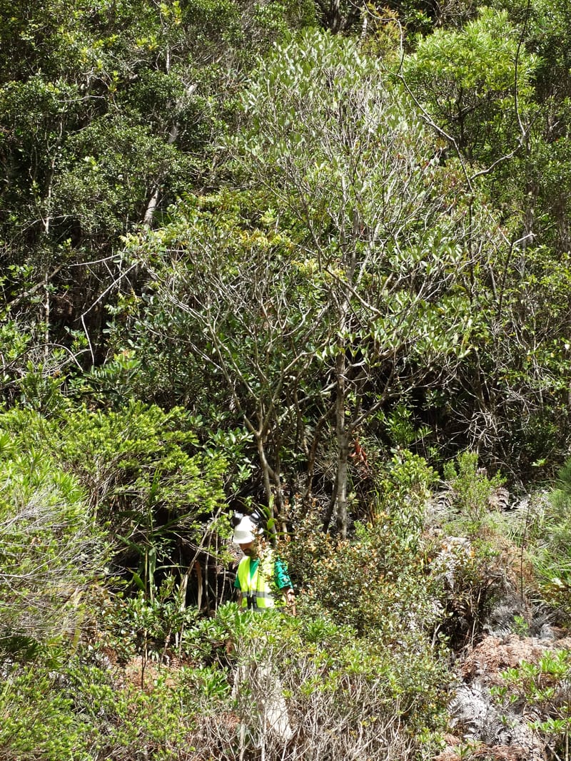 Polyscias, Lowry, P 7417--New Caledonia. PinPin. 20 Nov 2015. DSC03938 (18).JPG
