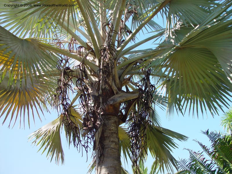 Bismarckia nobilis. 92251 E--FL. Fairchild Tropical Gard. 16 Jan 03.018.jpg
