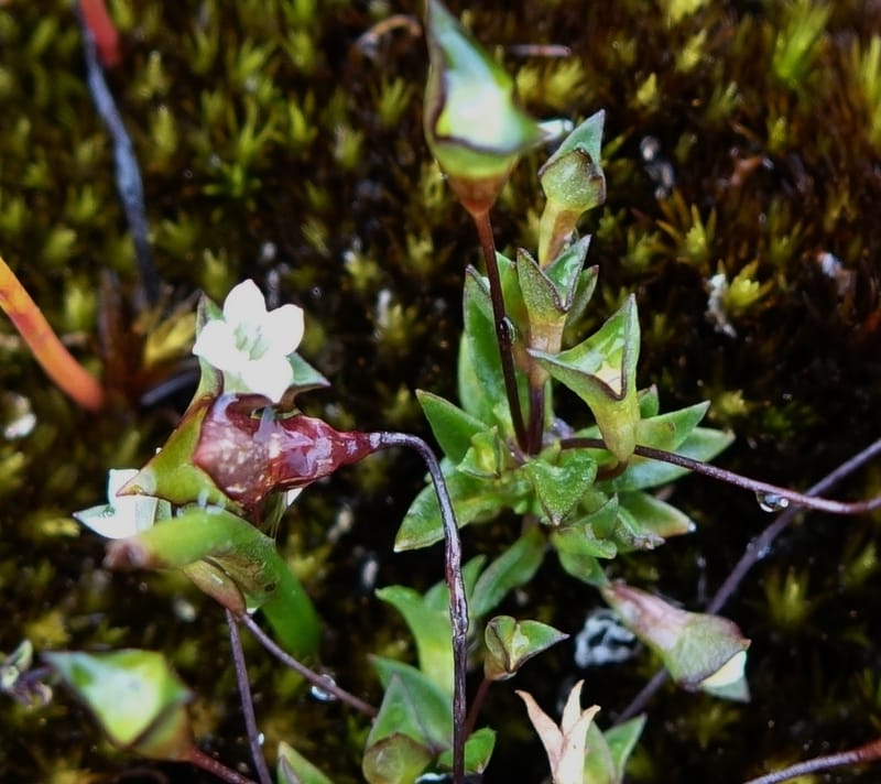 Phyllangium paradoxum, Davidson, V 13496--Australia. W. A. Two People's Bay Nat. Res. 29 Oct 2016. DSC06475 (100).JPG
