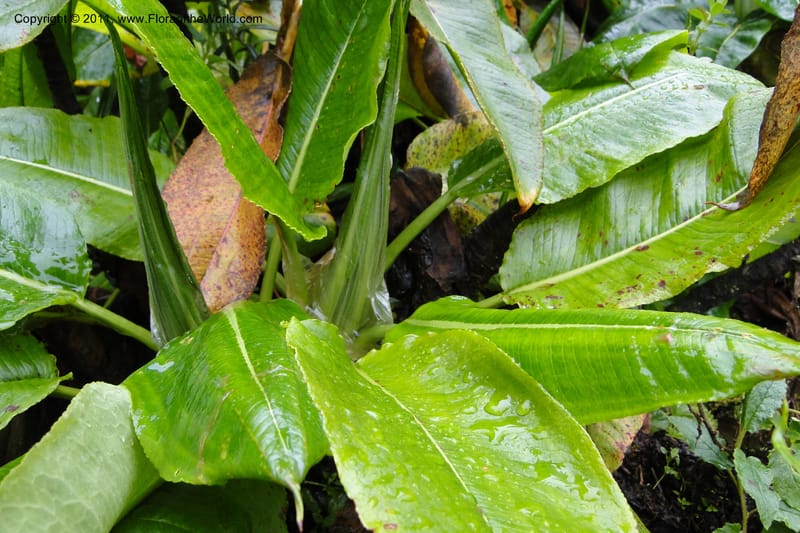Rumex tolimensis, Ulloa 1994--Ecuador. Napo. Papallacta to Baeza. 1 Jun 2011. 376 (35).jpg