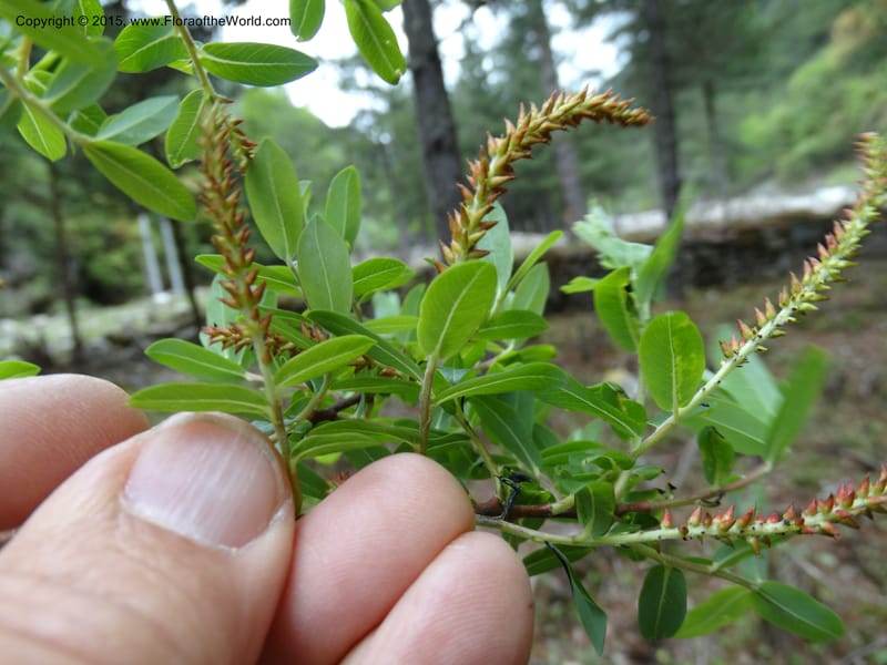 Salix, Boufford, D 43733--China. Sichuan. XinZhaZi Gou. 14 May 2014. DSC06426 (122).JPG