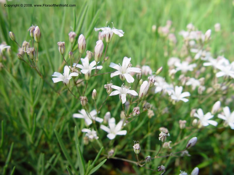 Gypsophila repens--France. Paris. Jardin des Plantes. 30 May 03. 024.jpg