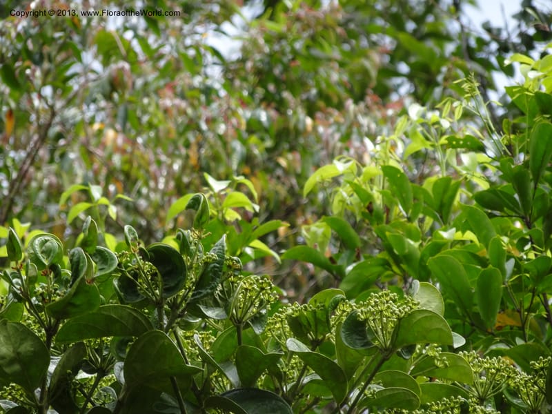 Aralia, SAN.153245--Malaysia, Sabah. Tawai For. Res. 9 Apr 2012. DSC07890 (95).JPG