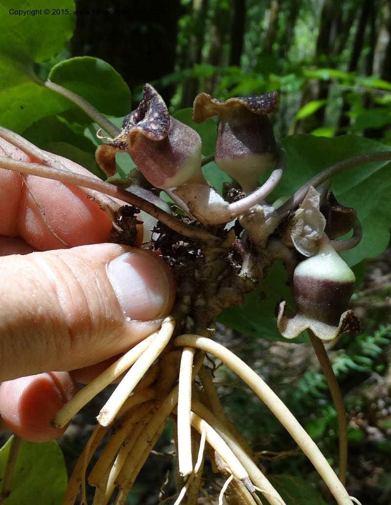 Asarum minus, Davidson, C 13010--Tennessee. Greene Co. Paint Rock, Paint Cr. 15 May 2016 (48).JPG