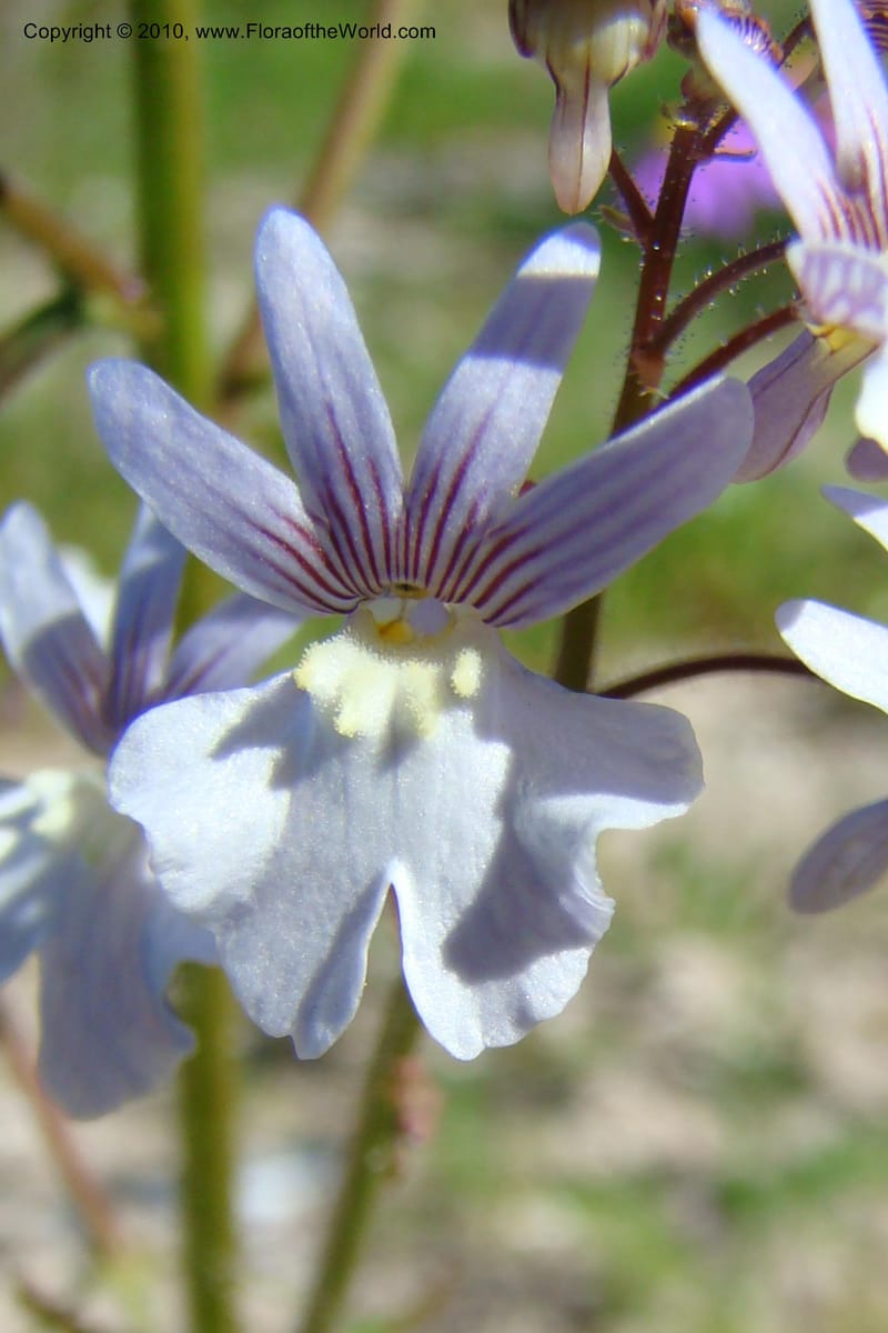 Nemesia bicornis, C. Davidson 11505--South Africa. Western Cape. R27, 5 km N of Velddrif. 24 Aug 09. 046 (9).jpg
