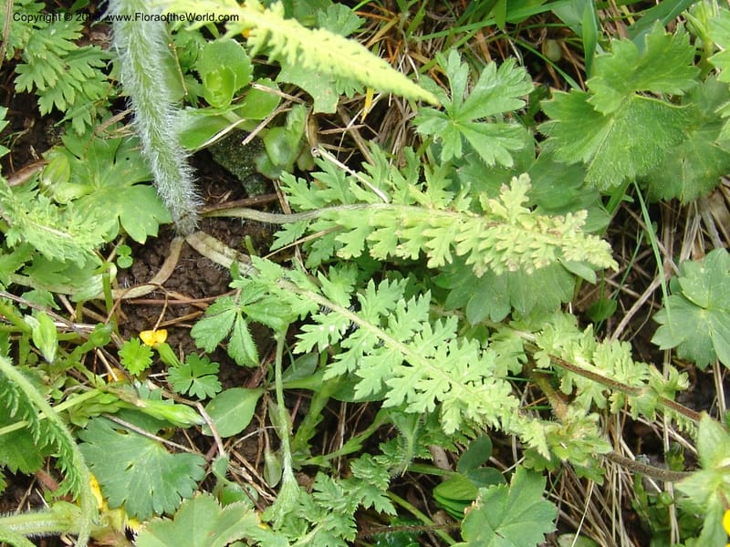 Pedicularis--Georgia. Vic. of Tskhrats'karo Pass. 7 Jun 05. 278.jpg