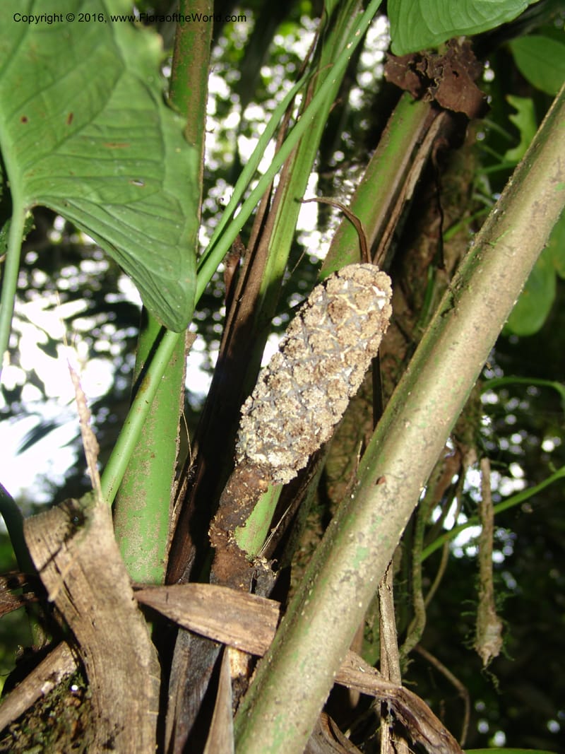 Asplundia, Croat, T 93393--Ecuador. Prov. Los Rios. Cerro Samama, E of Pita. 14 Aug 04. 032 (9).jpg