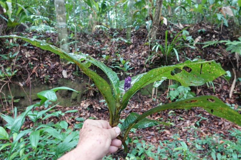 Trichostachys longifolia, C. Davidson 14076--Gabon. Raponda-Wallker. 28 Oct 2019. DSC02420 (99).JPG