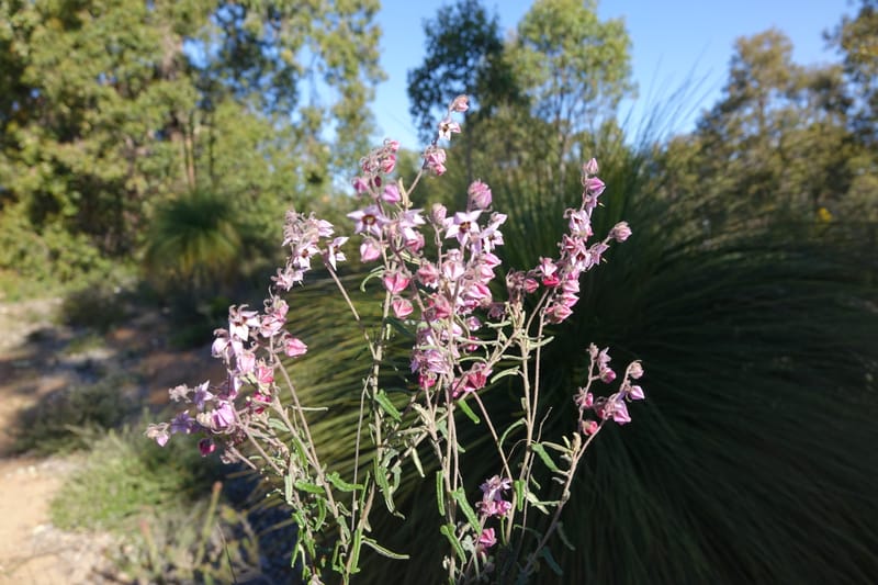 Lasiopetalum glutinosum subsp. latifolium, Davidson, C 13388--Australia. W.A. Calingiri Rd. 22 Oct 2016. DSC04023 (23).JPG