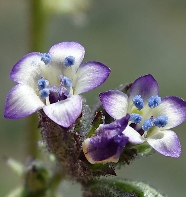 Gilia brecciarum, C. Davidson 13565--ID. Blaine Co. Rock Creek Preserve. TNC. 14 May 2017. DSC00477 (107).JPG