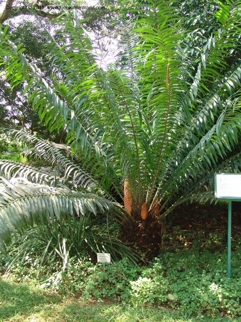 Encephalartos gratus--So.Africa. Lowveld Nat. Bot. Gard. 14 Mch 05. 342.jpg