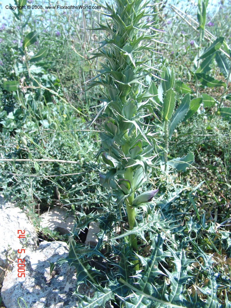 Acanthus spinosus--Crete. Ep. Apokoronos. Aptera. 23 May 05. 072.jpg