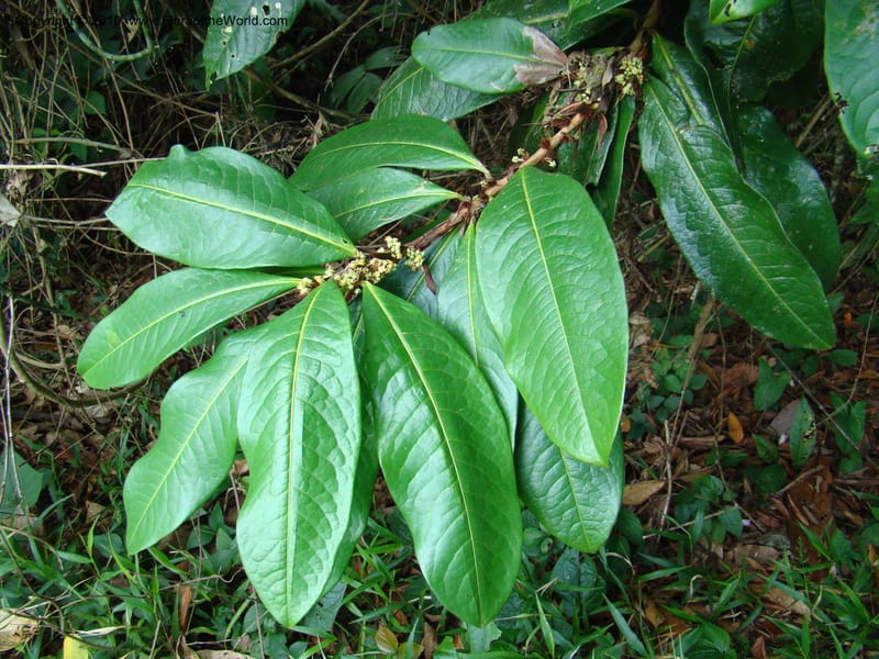 Erythroxylum macrophyllum, B. Hammel 24675--Costa Rica. Prov. Limon. Selva Bananito Lodge. 12 Apr 08. 009.jpg
