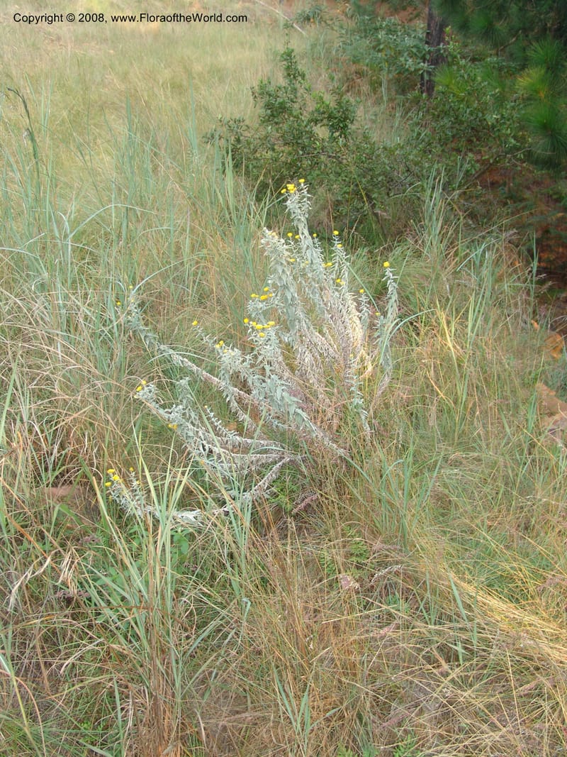 Helichrysum albolanatum--So.Africa. Mpumal. Buffelskloof Private Nat. Res. 17 Mch 05. 341.jpg