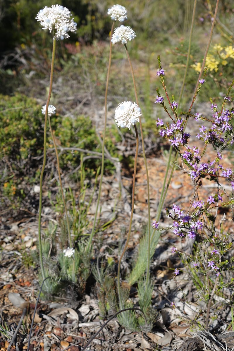 Isopogon dubius, C. Davidson 13384--Australia. W.A. Flora Rd. 22 Oct 2016. DSC03739 (197).JPG