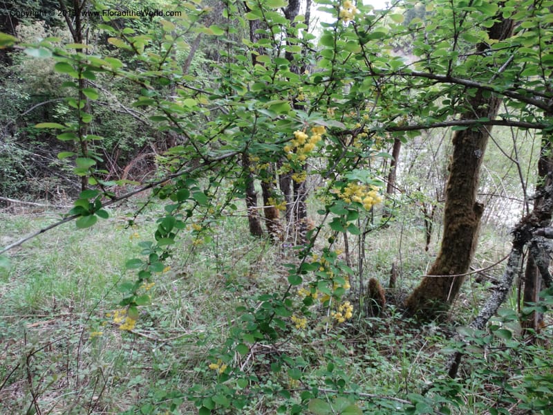 Berberis, Boufford, D 43610--China. Sichuan. ShaShiDuo. 8 May 2014. DSC04232 (222).JPG