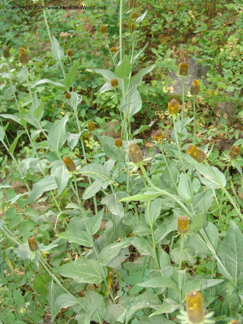 Rudbeckia occidentalis, CDavidson11111--ID. Adams Co. For. Serv. Rd. 453, to Goose Lk. 20 Jul 07. 103.jpg