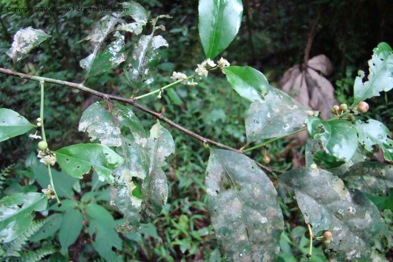 Maytenus undata, WKindeketa2977--Tanz. Rungwe Distr. Rungwe For. Res. 24 Jan 08. 153.jpg