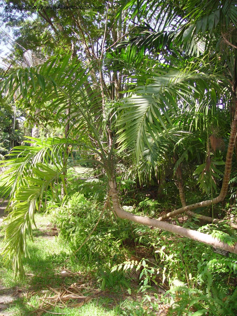 Gaussia maya--FL. Fairchild Tropical Gard. 7 Apr 03. 087.jpg
