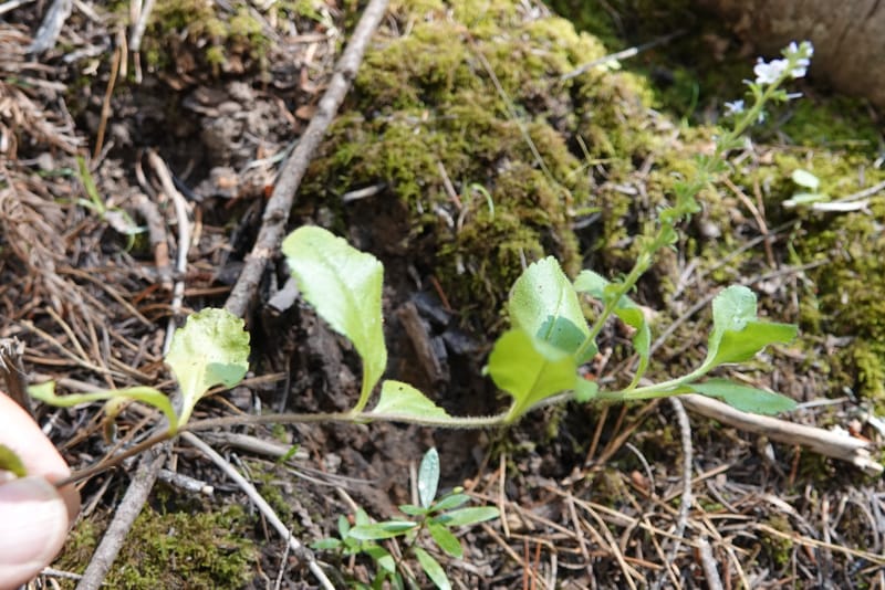 Veronica officinalis, C. Davidson 13799--ID. Latah Co. FSR 447. 7 Jul 2018. DSC05707 (130).JPG