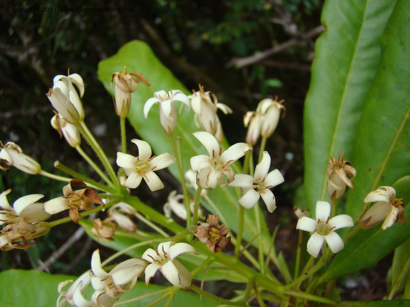 Pittosporum, Gemmill, C 631--New Caledonia,  Dzumac, 20 Nov 2007, 989 (5).jpg