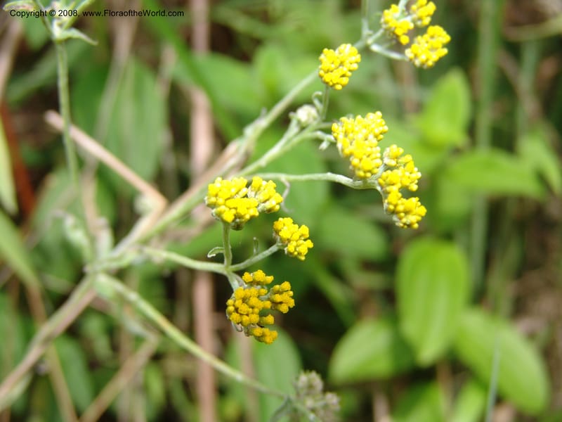 Helichrysum--Tanz. Nawenge For. Res., ca. Mahenge. 20 Feb 06. 048.jpg
