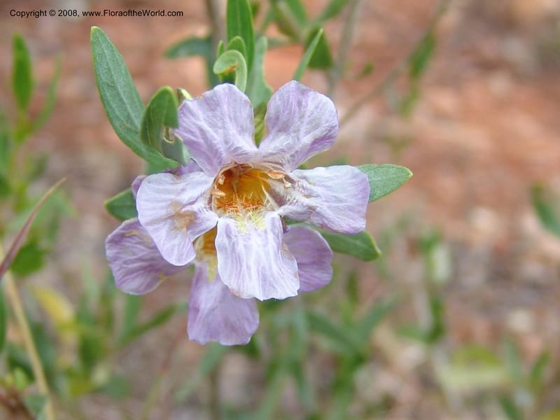 Petalidium oblongifolium cf--So.Africa. Mpumal. twd Steelpoort. 16 Mch 05. 014.jpg
