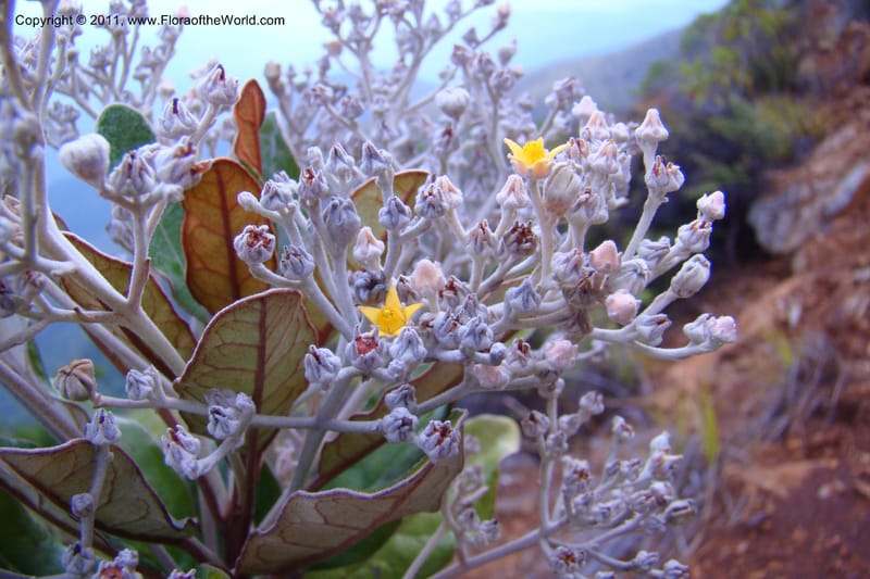 Argophyllum, M. Callmander 810--New Caledonia. Mont Dore. 20 Jan 2010. 001 (168).jpg