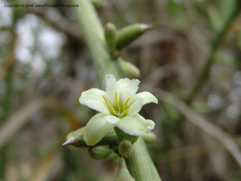 Adenia globosa ssp. pseudoglobosa--Tanzania. Hwy B1, 25 km SE of Kifaru. 28 Jun 04.307.jpg