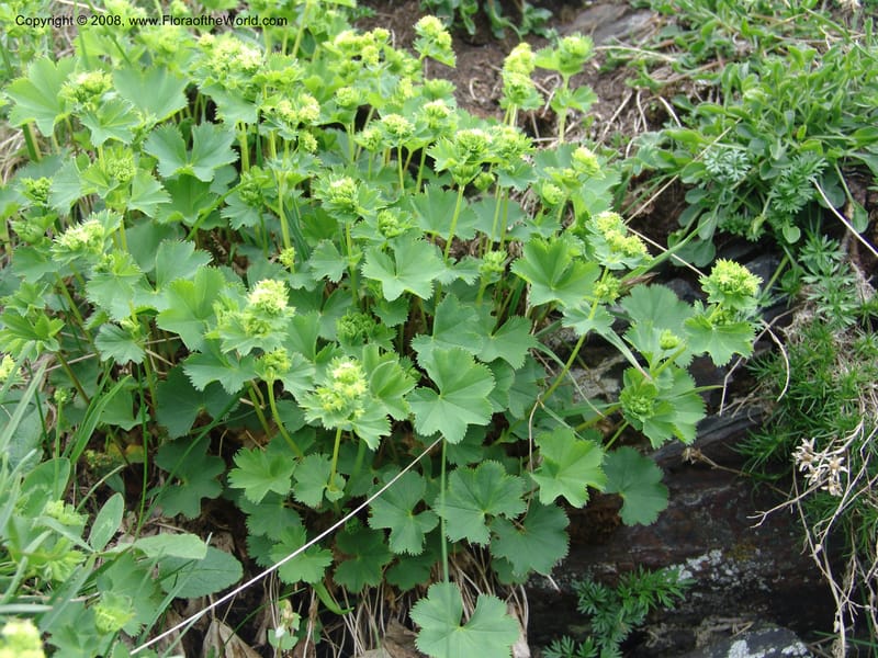 Alchemilla--Georgia. Kazbeki . Trail-road to Sameba Church. 2 Jun 05. 415.jpg