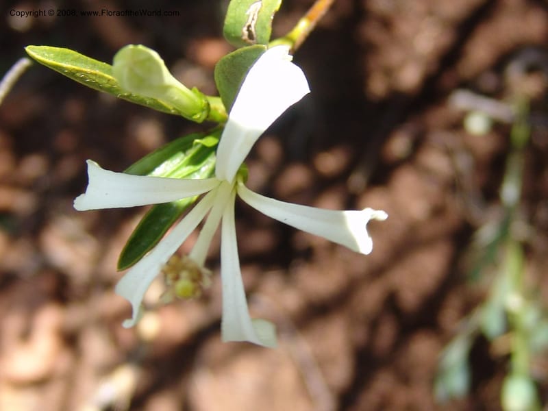 Turraea obtusifolia--So.Africa. Mpumal. twd Rietfontein. 16 Mch 05. 326.jpg